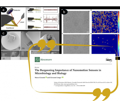 The nanomotion sensor