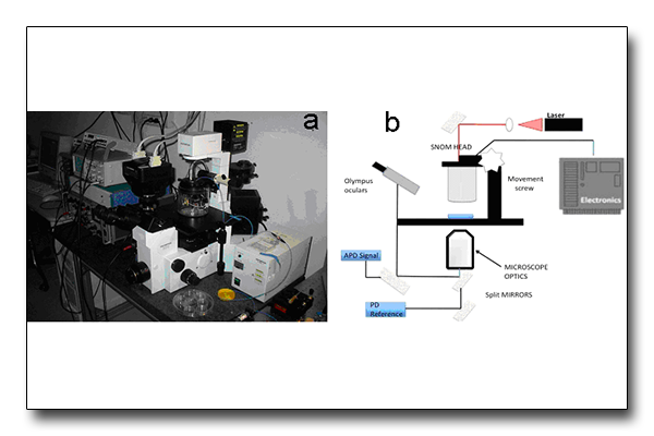 Microscopia ottica a scansione a campo prossimo (SNOM)